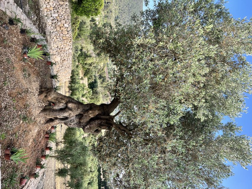 Palma: Orange Farm, Olive Mill, & Winery Tour with Tastings - Mallorcan wine after the farm visits