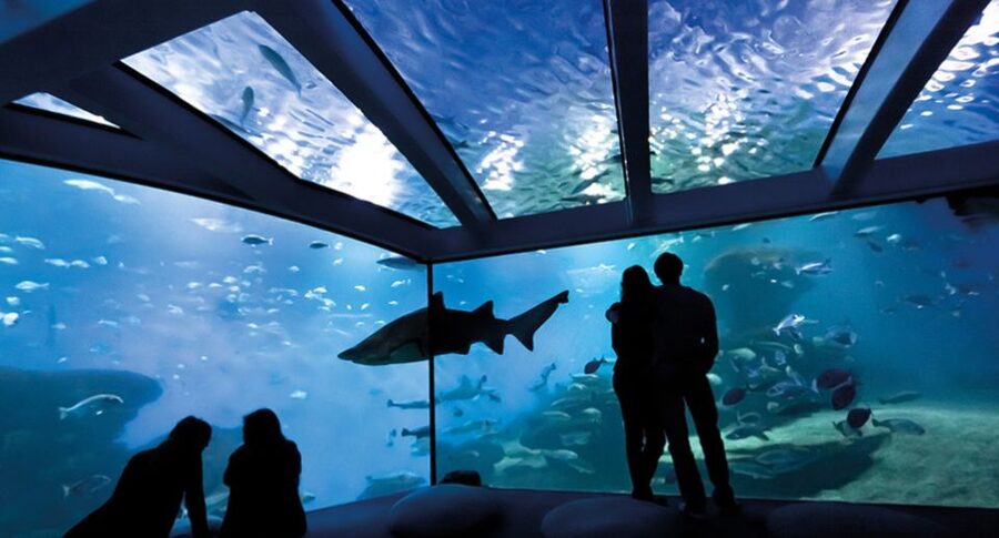 Palma: Palma Aquarium Ticket with Transfer Service - Timing your visit without feeling rushed