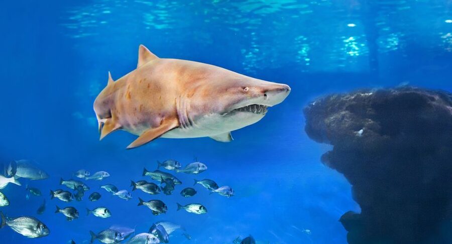 Palma: Palma Aquarium Ticket with Transfer Service - Entering Palma Aquarium and getting your bearings
