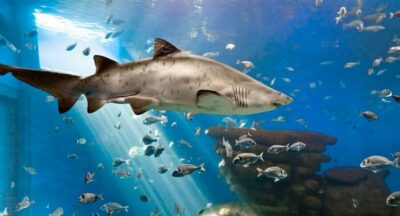 Palma Aquarium Ticket with Transfer Service