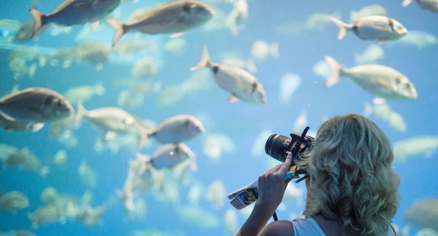 Palma: Palma Aquarium Ticket with Transfer Service - Big Blue and the shark tanks
