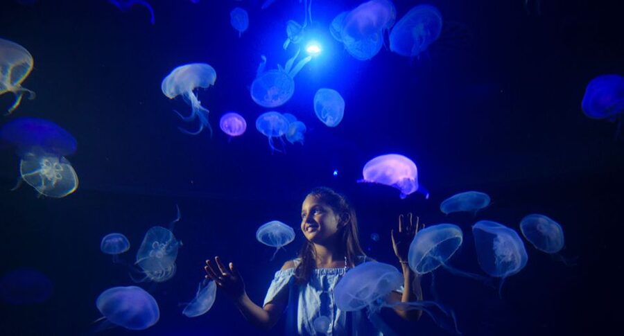 Palma: Palma Aquarium Ticket with Transfer Service - Optional activities that cost extra