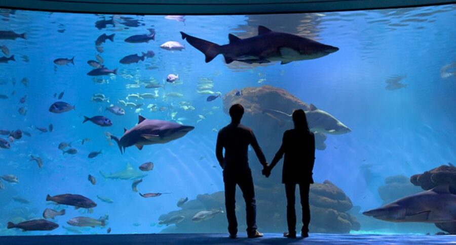 Palma: Palma Aquarium Ticket with Transfer Service - Is the $39 price good value?