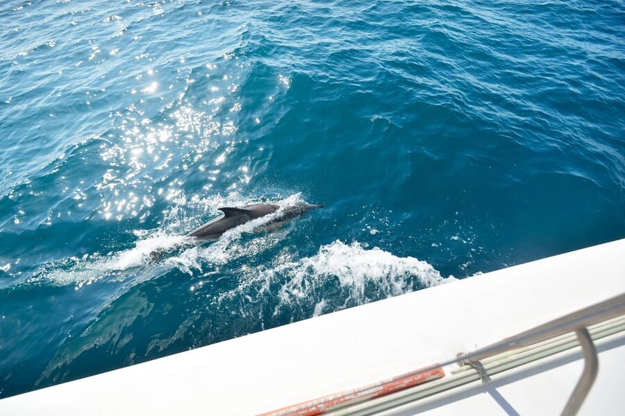 Pollença: Dolphin Watching Boat Excursion - The northern coast from the water