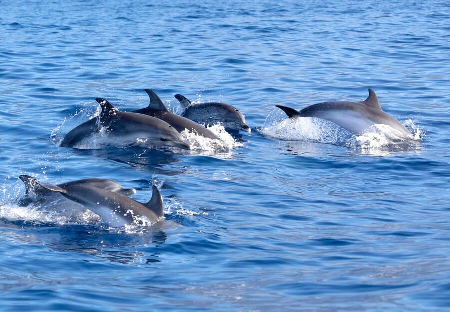 Pollença: Dolphin Watching Boat Excursion - Who will enjoy this morning most
