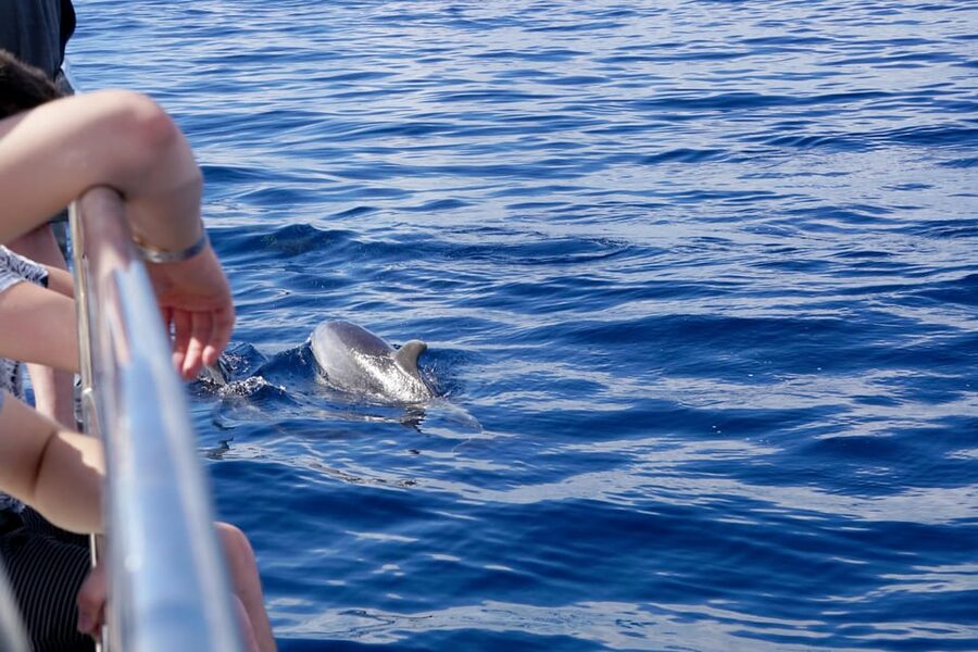 Pollença: Dolphin Watching Boat Excursion - Looking for dolphins in open water