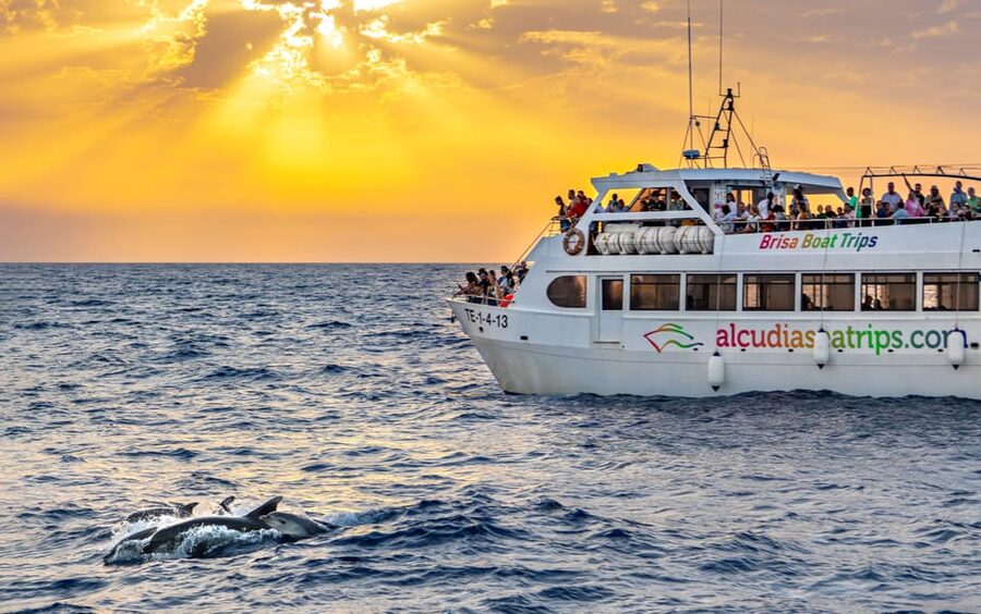 Port d'Alcudia: Sunrise at Sea & Dolphin Watching Boat Tour - Finding Dolphins in the Wild