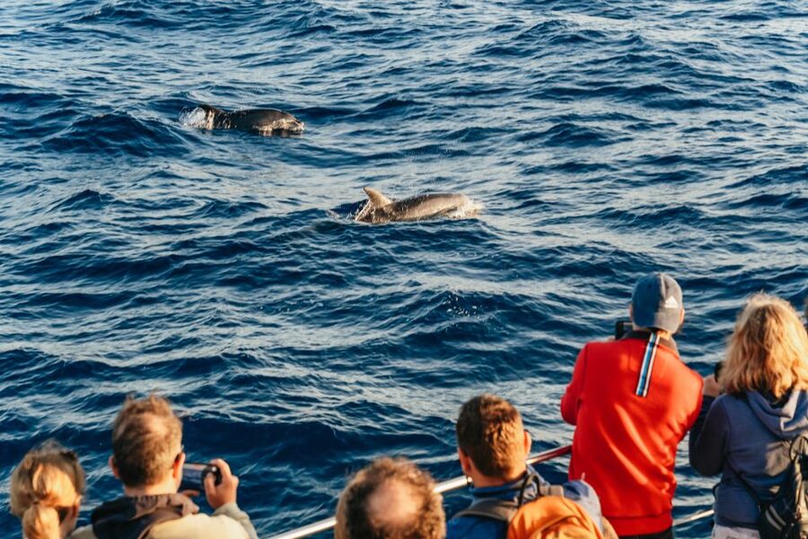 Port d'Alcudia: Sunrise at Sea & Dolphin Watching Boat Tour - What Breakfast Actually Includes