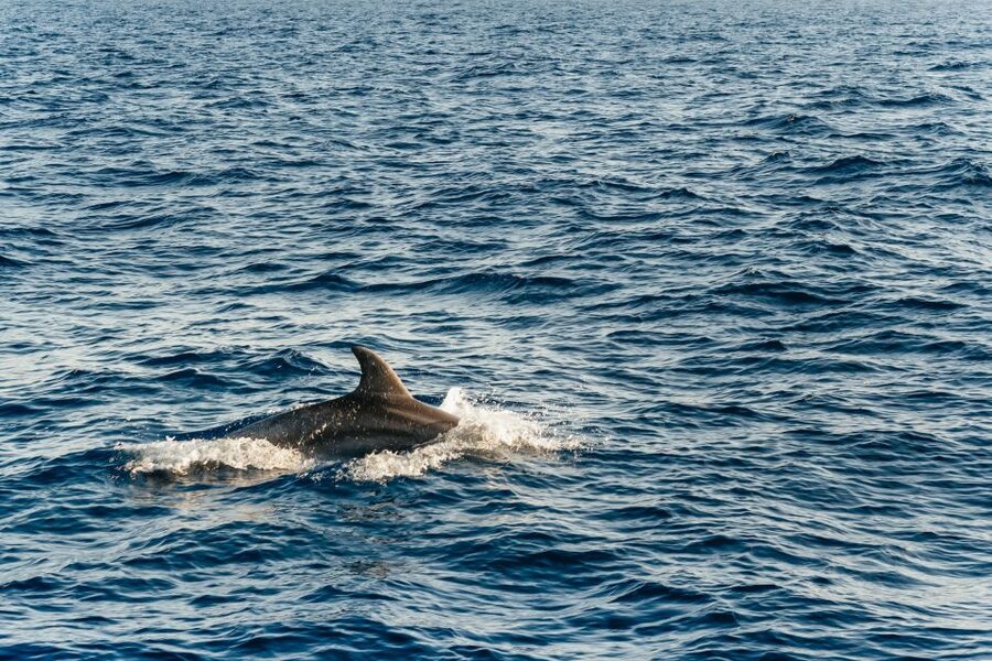 Port d'Alcudia: Sunrise at Sea & Dolphin Watching Boat Tour - Who Will Enjoy This Morning Most?