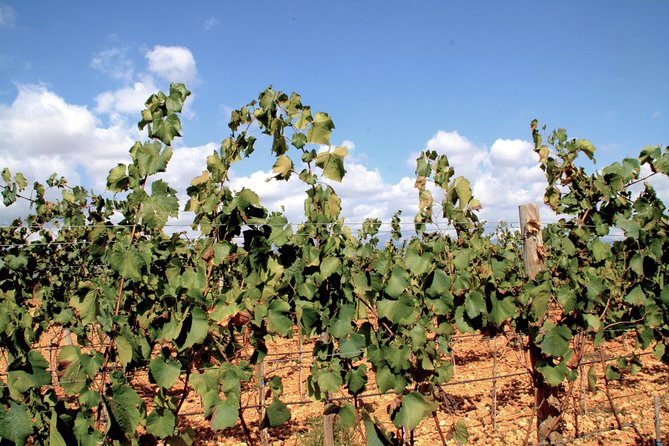 Sa Clasta Mallorca Wine Tours - What to know before you book