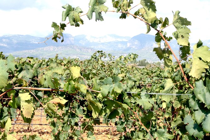 Sa Clasta Mallorca Wine Tours - At the first winery: history, tasting, and a strong start