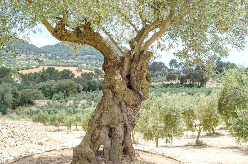 Small group- Exclusive Olive Oil & Wine Tour Mallorca - Why this tour gets beyond Palma’s usual food scene