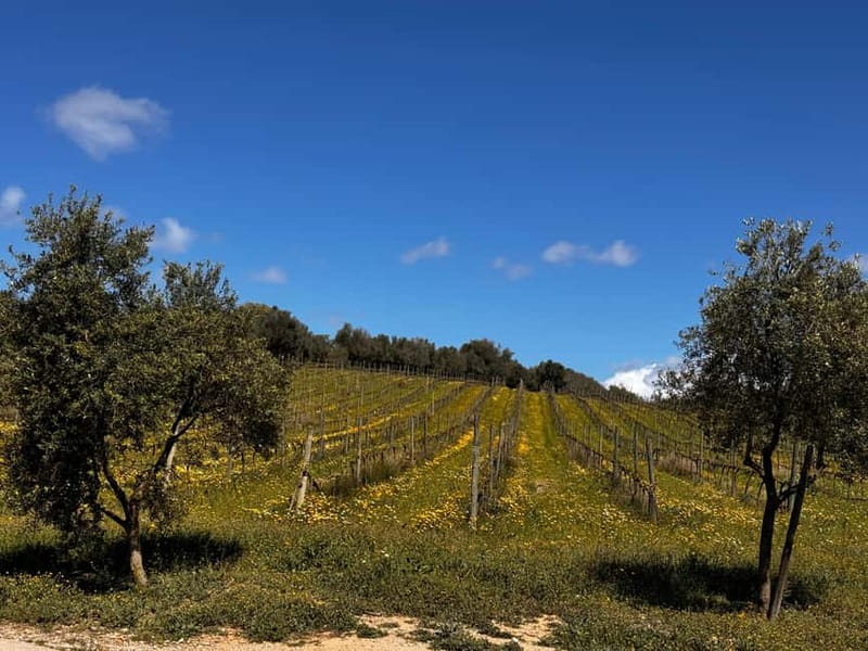 Small group- Exclusive Olive Oil & Wine Tour Mallorca - Is $221 a fair price?