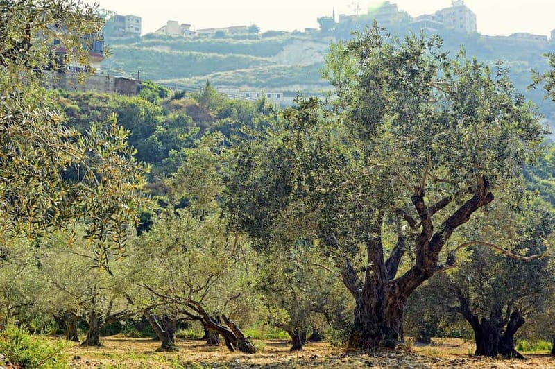 Small group- Exclusive Olive Oil & Wine Tour Mallorca - Hotel pickup makes a wine day easier