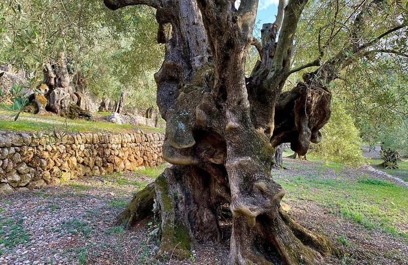 Sóller: Olive Oil Guided Tour and Tasting at Can Det Estate - Meeting olive trees more than 1,000 years old