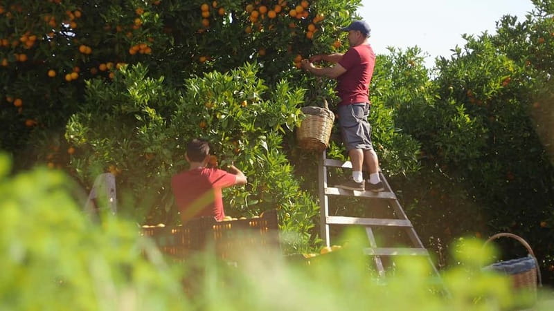 Sóller: Olive Oil Guided Tour and Tasting at Can Det Estate - Who should book Can Det?