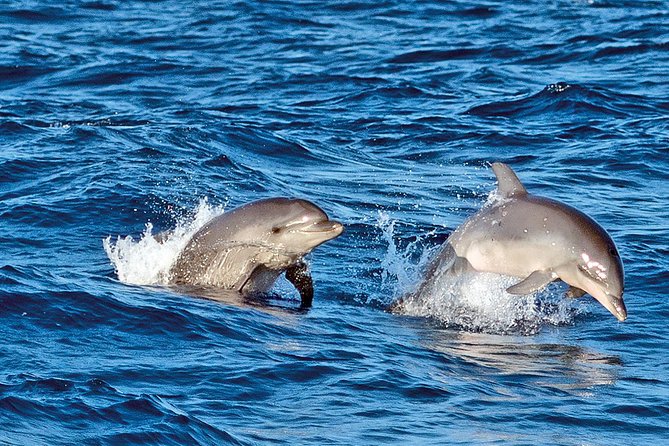Sunrise Boat Trip in Mallorca with Dolphin-Watching - Leaving Port d’Alcúdia for the northern coast