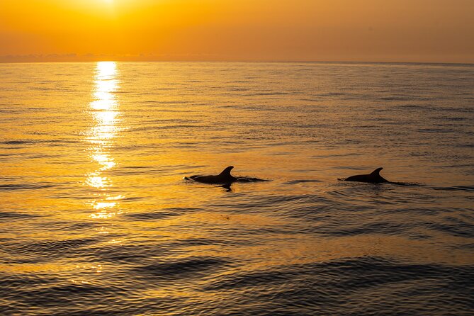 Sunrise Boat Trip in Mallorca with Dolphin-Watching - Weather, timing, and cancellation details