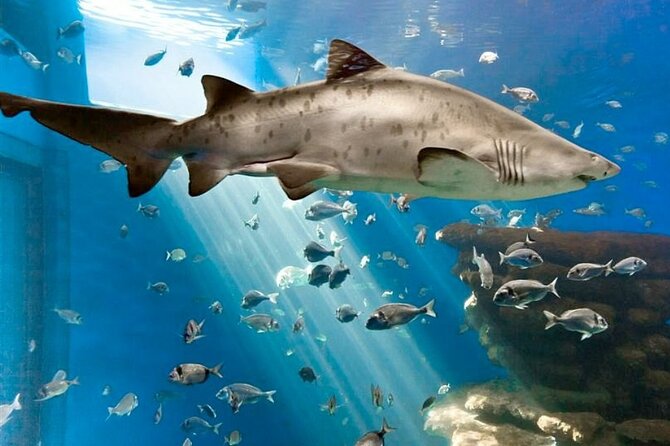 Ticket Palma Aquarium - Inside Palma Aquarium’s eight marine habitats