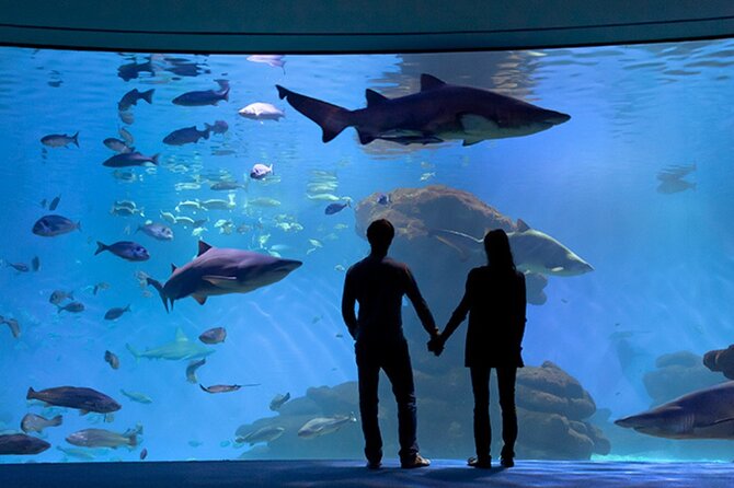 Ticket Palma Aquarium - Ocean Experts add context to a self-guided visit