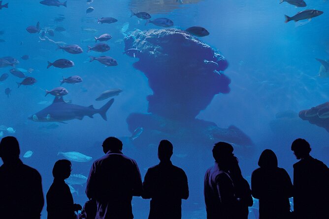Ticket Palma Aquarium - A practical family afternoon near the beach