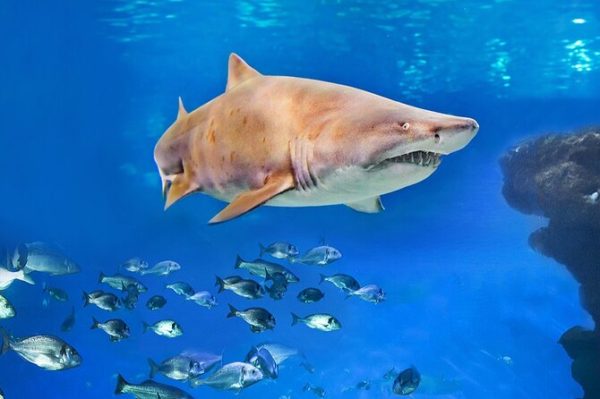 Ticket Palma Aquarium - Crowds and the best time to visit