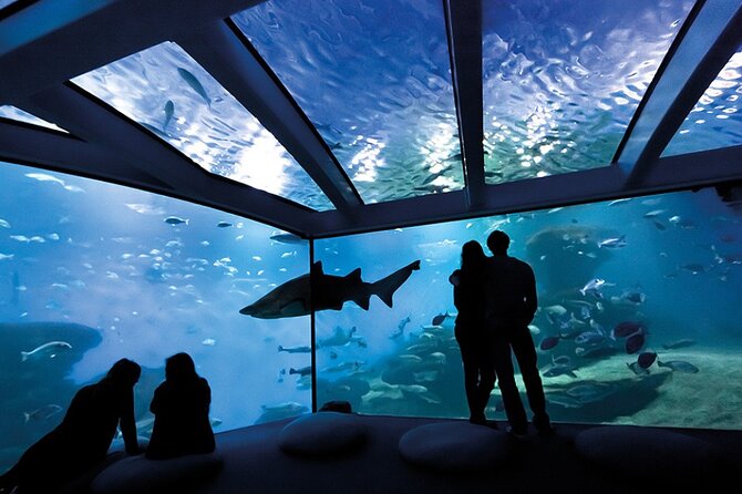 Ticket Palma Aquarium - The shark tank and whale film provide the big moments