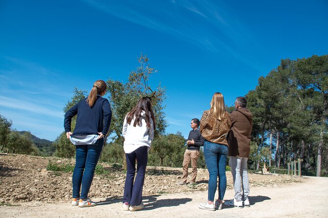 Tour to olive grove and olive mill, oil tasting and snack - Why Treurer is more than an olive oil tasting