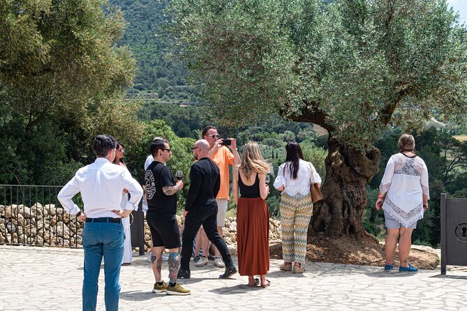 Tour to olive grove and olive mill, oil tasting and snack - The Mallorcan spread after the tour